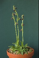Ophrys cretica x kotschyi